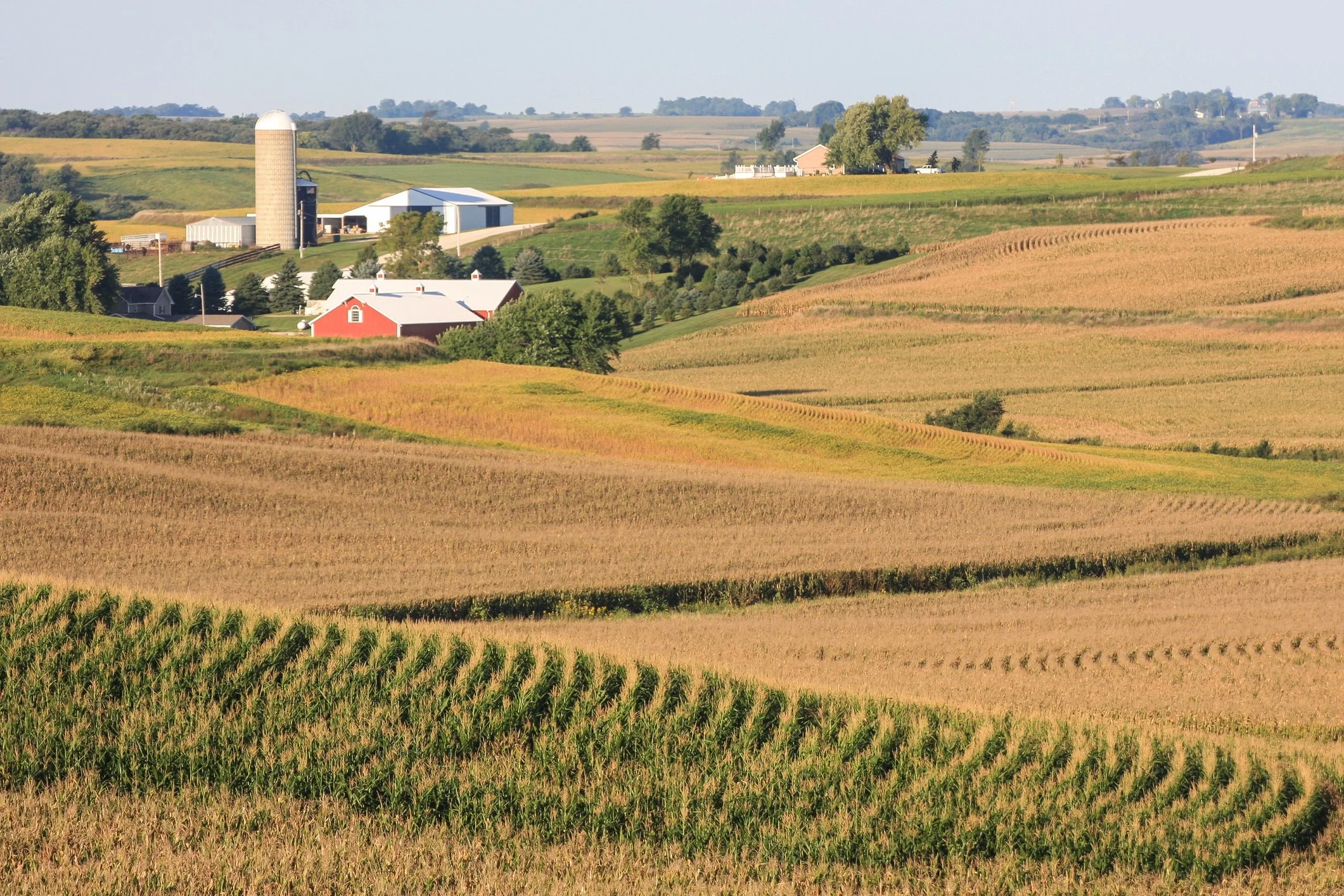 Scenic view of an Iowa wheat field, showcasing one of America's major exports