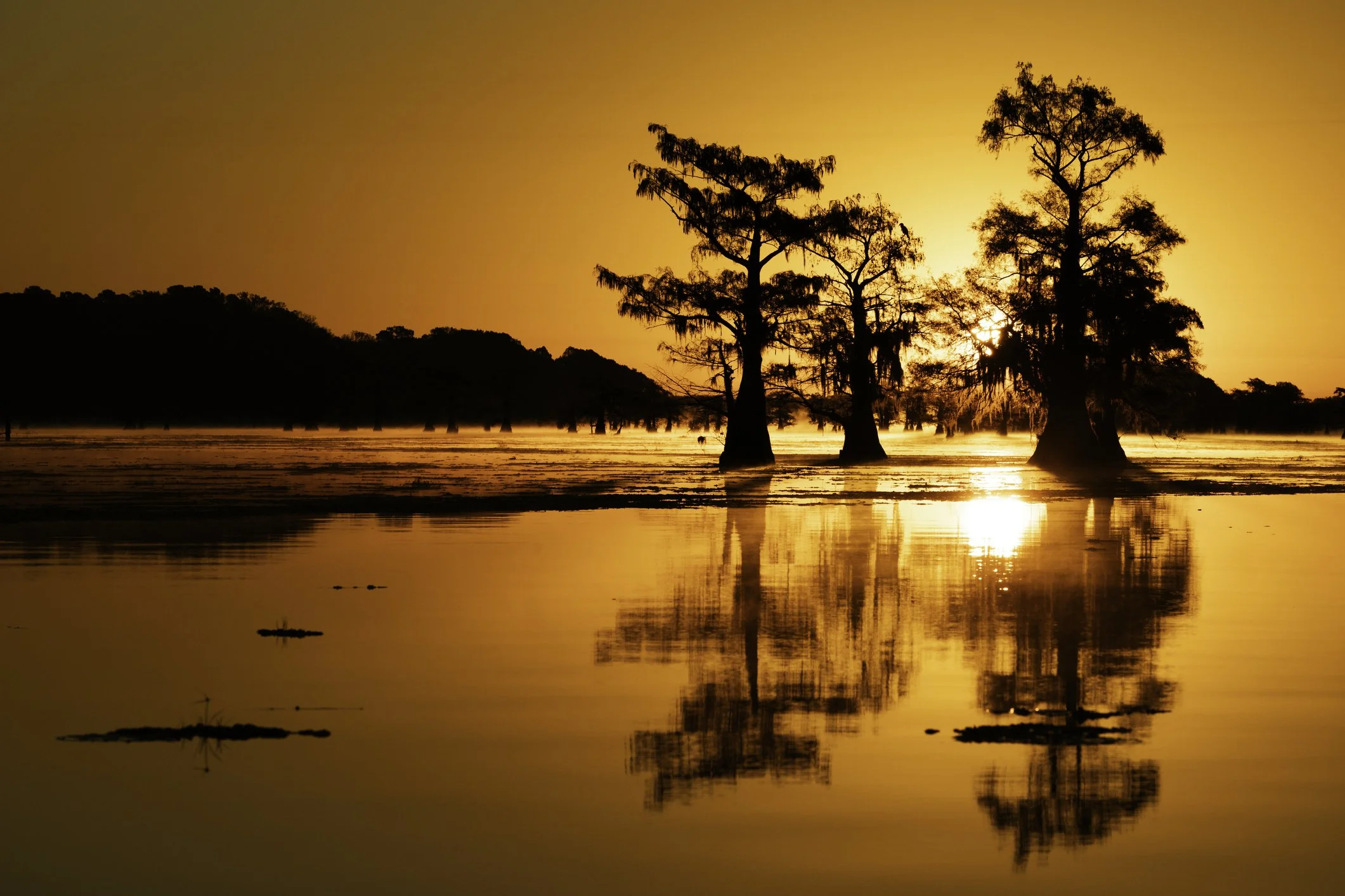 Scenic view of Caddo Lake, Louisiana