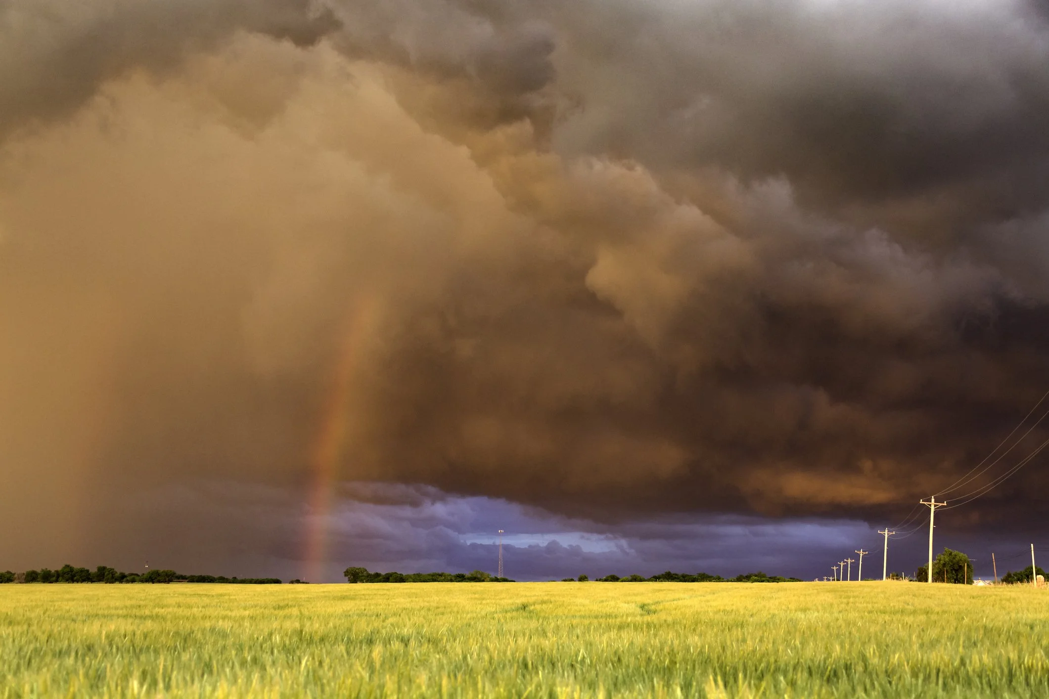 Waving wheat in a field during a thunderstorm in Oklahoma