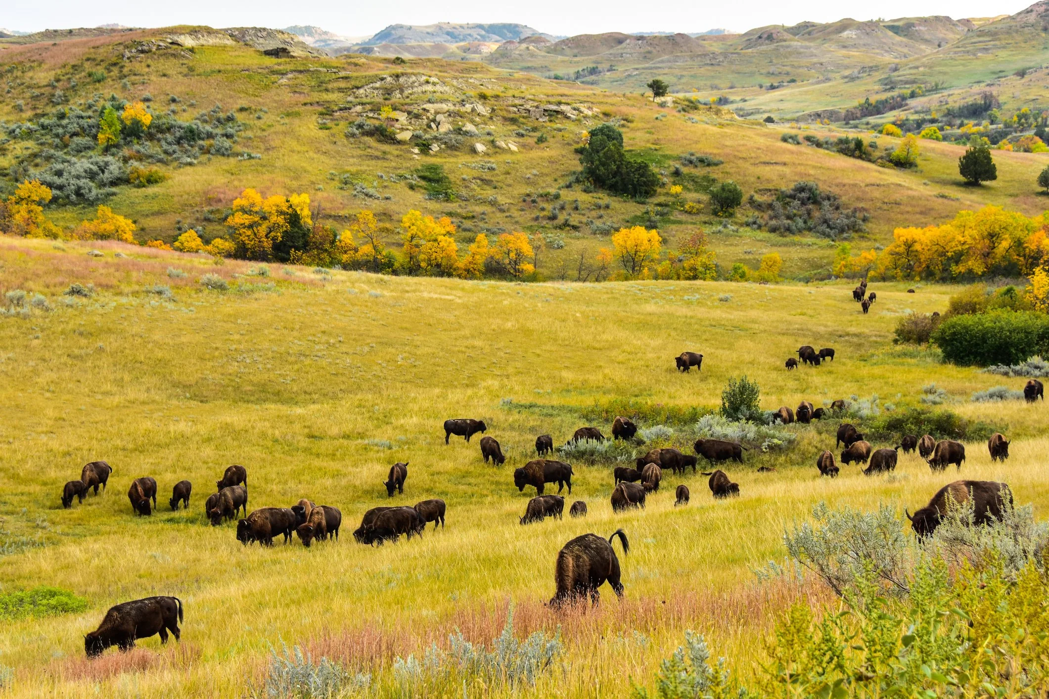 Herd of buffalo on rolling hills in North Dakota