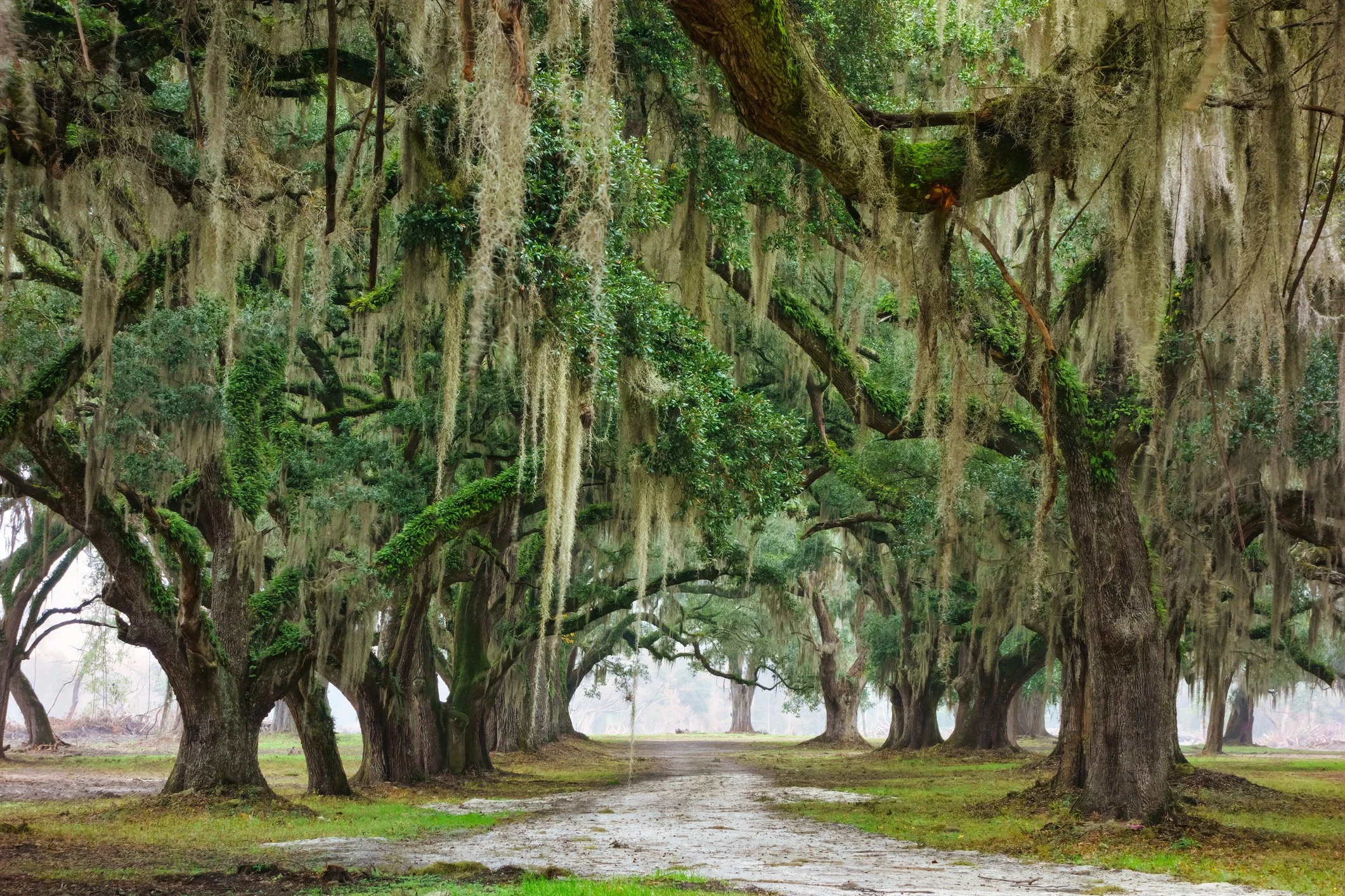 Scenic view of view of Southern live oak trees, South Carolina