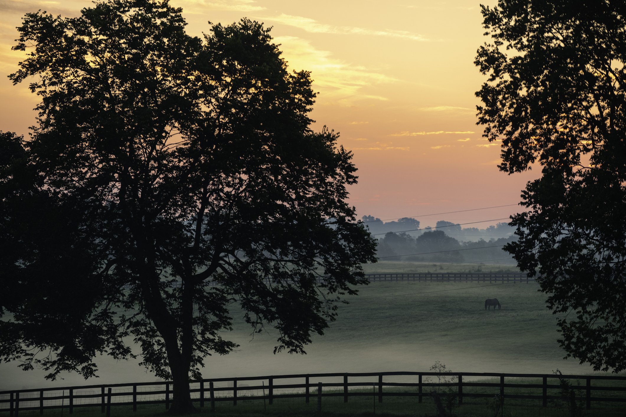 Scenic view of Kentucky horse farm