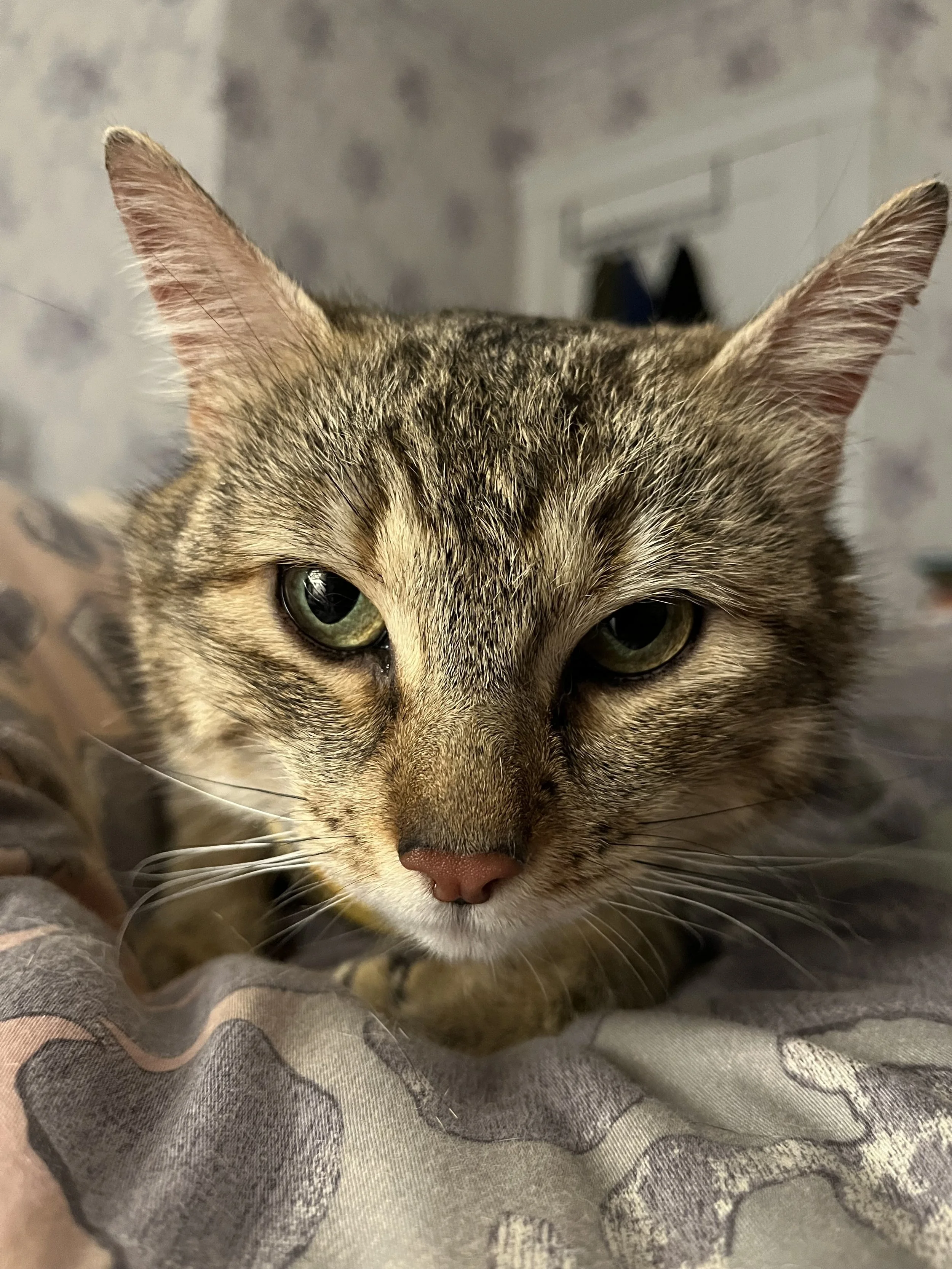 HCF+S Community Pet Care program 2.jpg