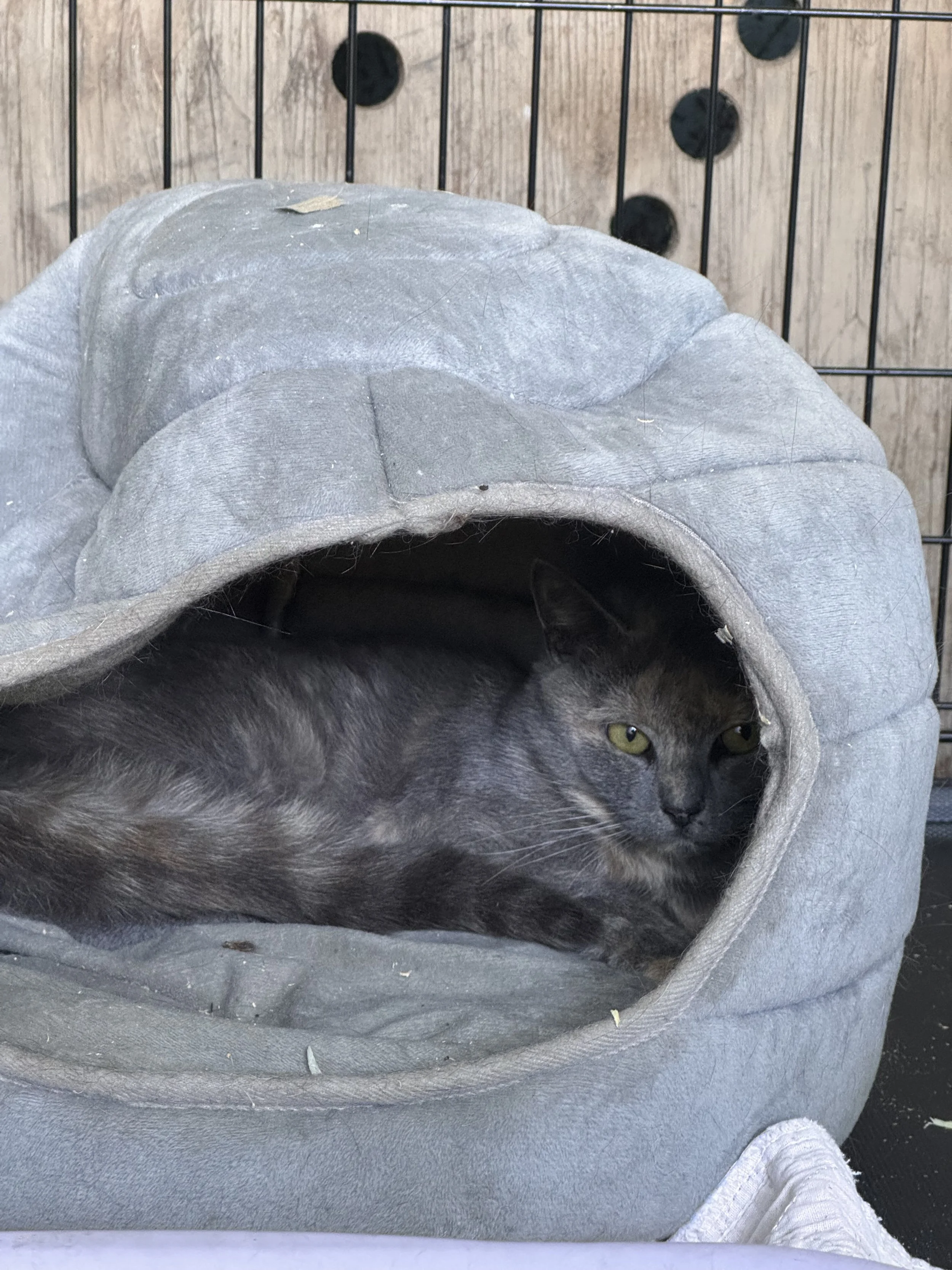 HCF+S Community Pet Care Program.jpg