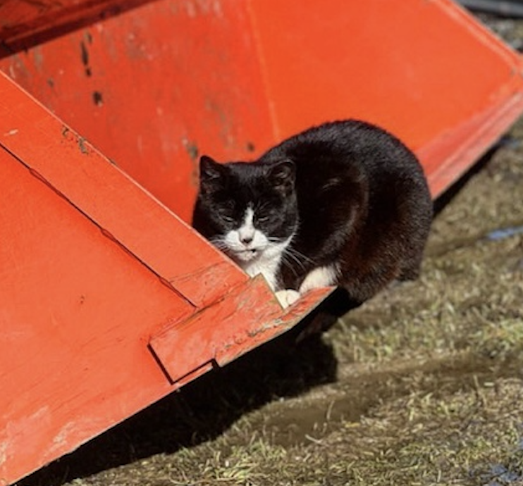 Feral Fawcett