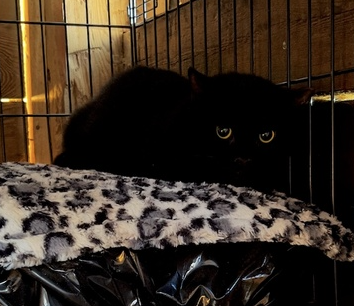 Sir Isaac Mewton