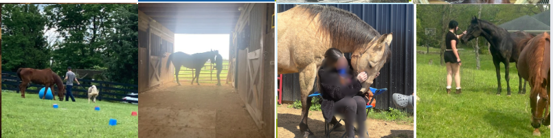 Four images: a person playing with dogs and balls outside; a horse in a stable; a woman sitting with a horse; two women with horses in a field.
