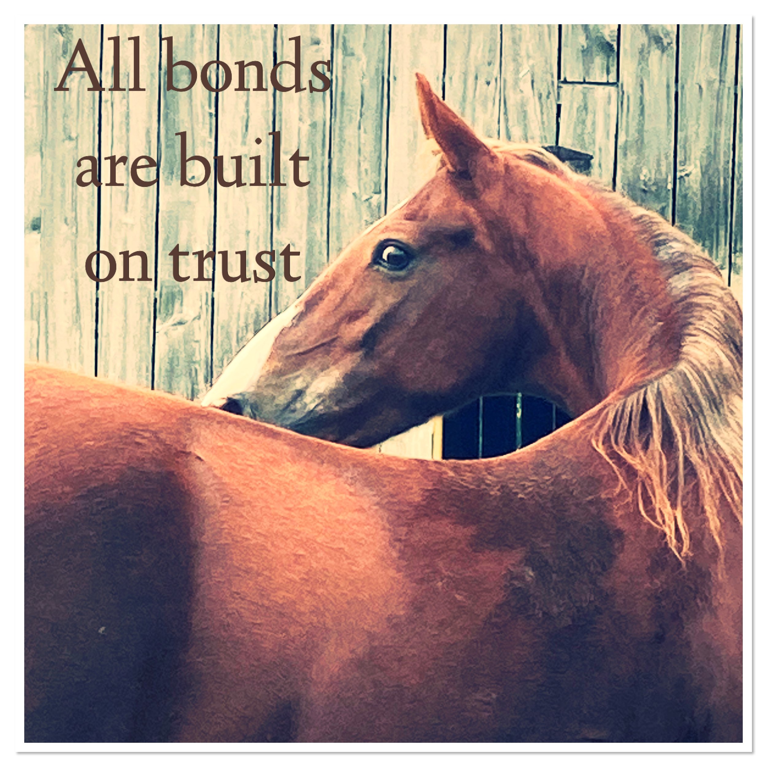 A brown horse standing in front of a wooden fence with a quote that says, 'All bonds are built on trust'.