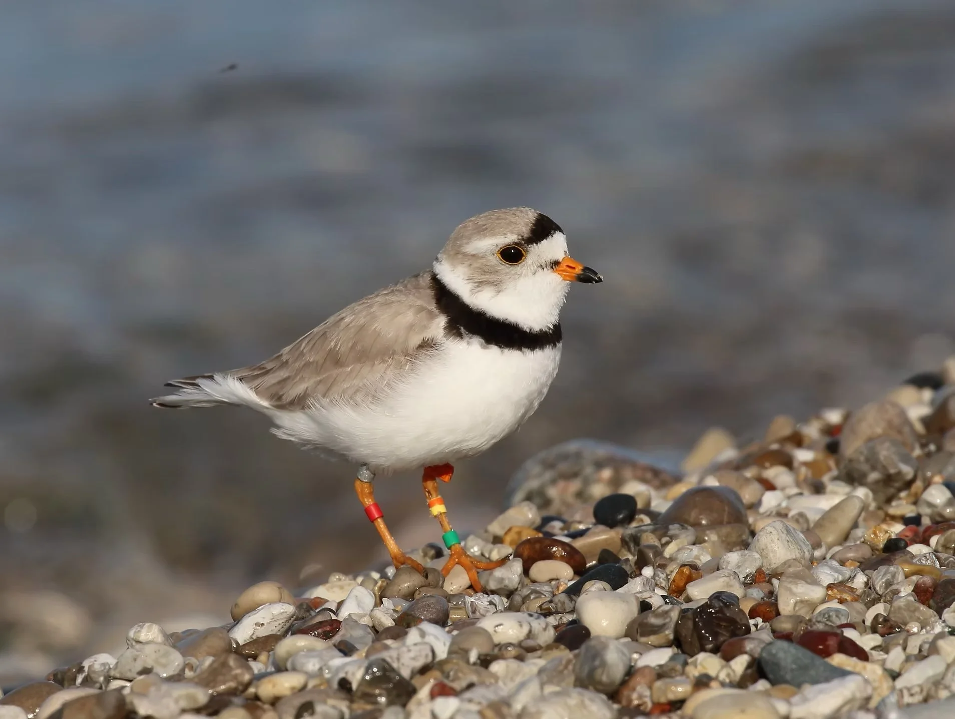 Join the Plover Patrol: Protecting One of Michigan’s Rarest Species