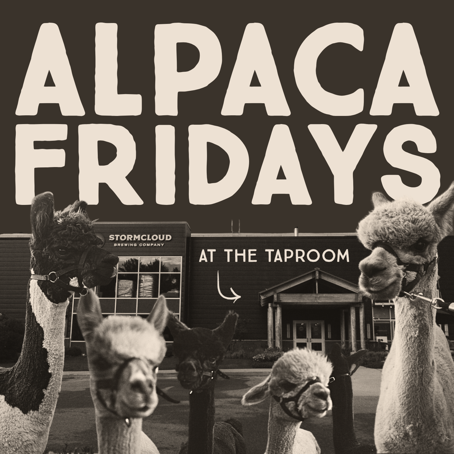 Alpaca Fridays
