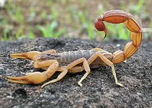 Female Psychopath – the Scorpion