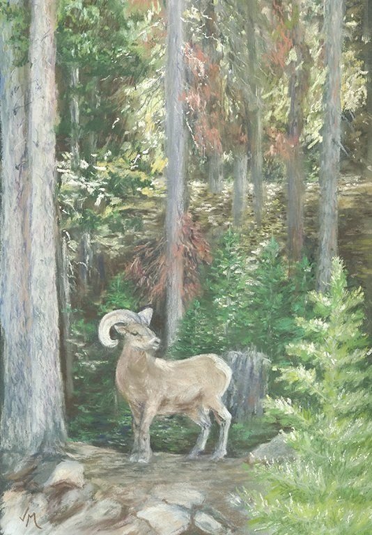 Guanella Pass Ram (7 1/2” x 11 1/2”)