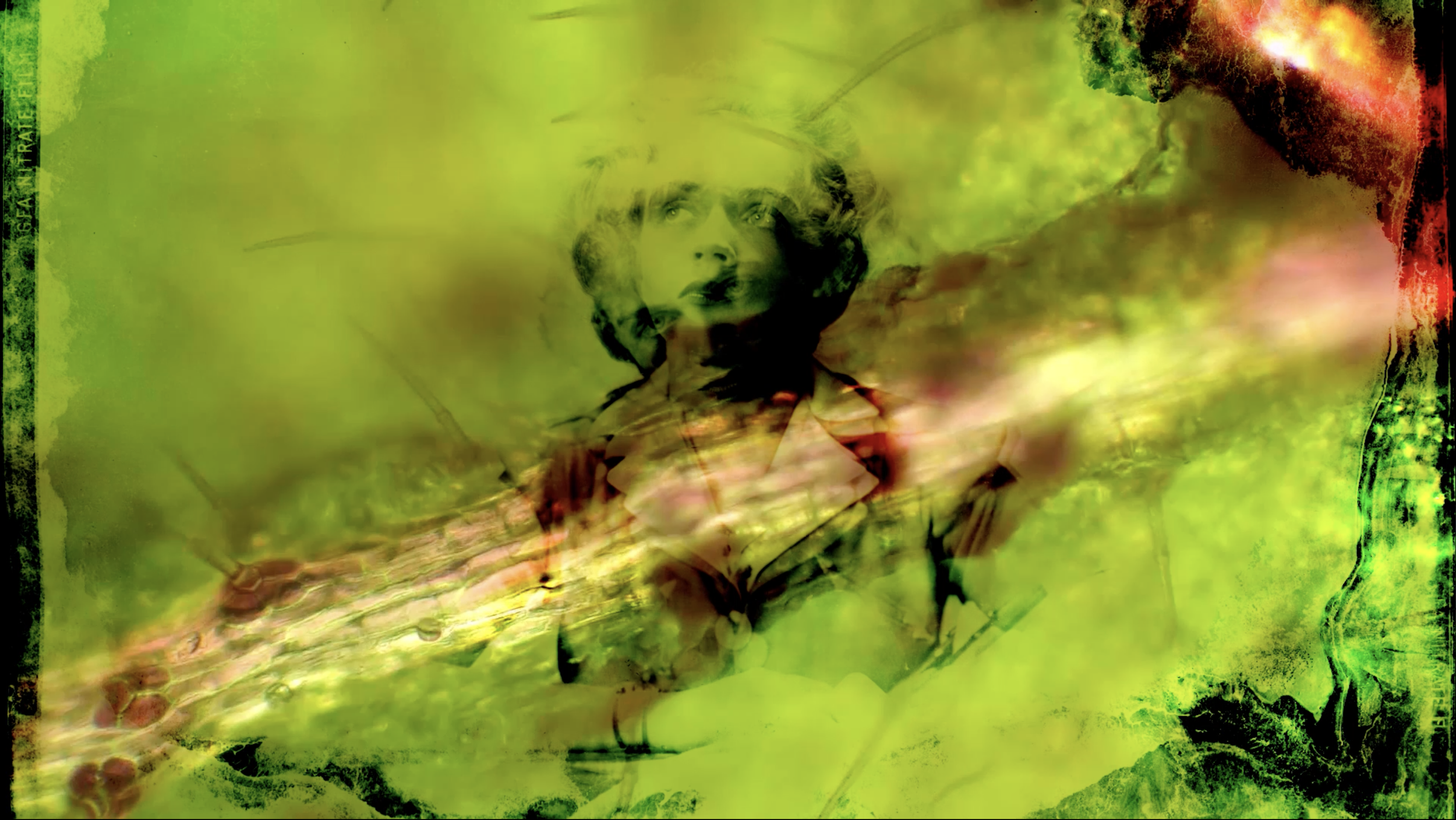 Cellulose Documents: Forget Me Not
