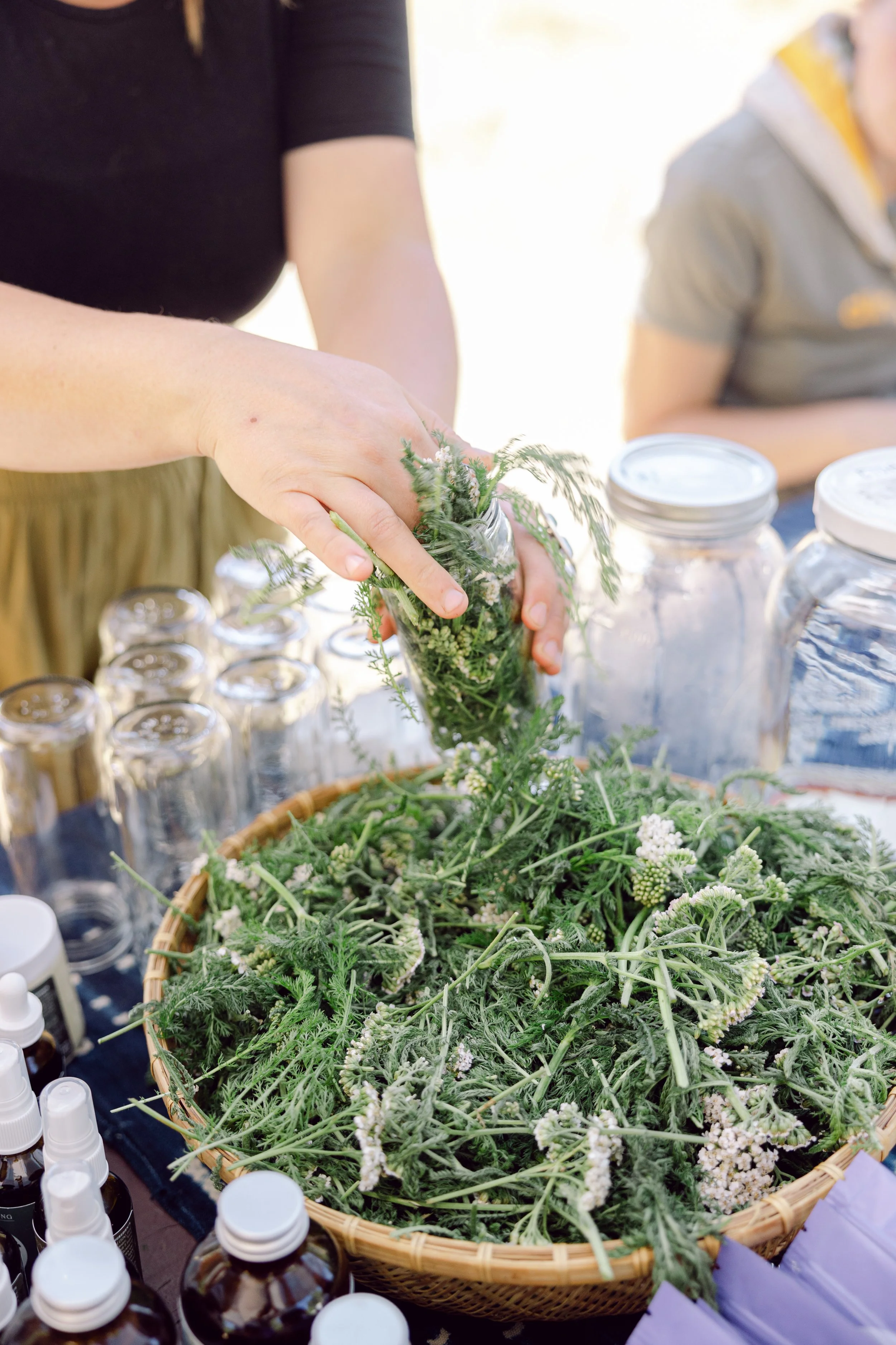 yarrow for our herbal first aid tincture