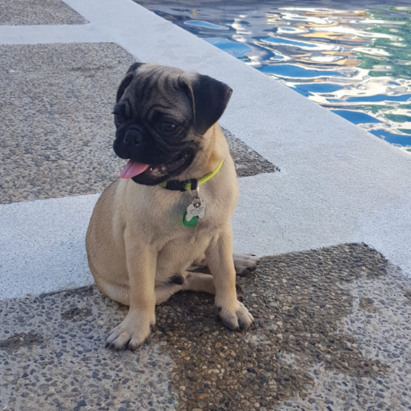 Fornøyde hunder-kunder