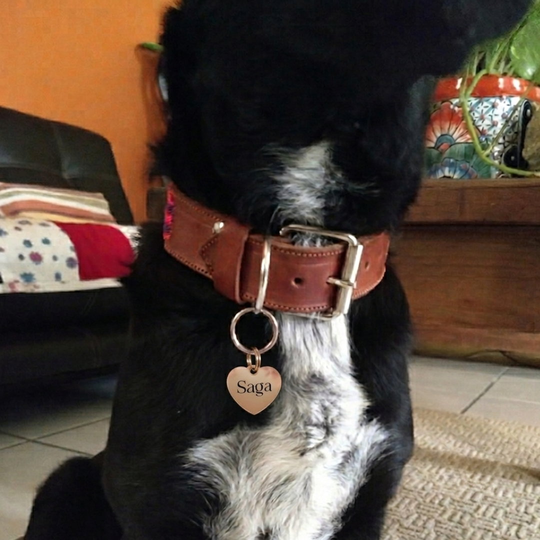 perrito con corazon.png