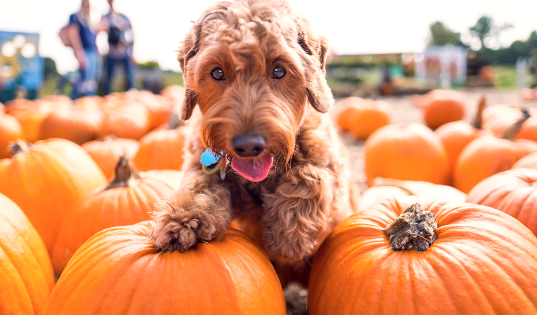 Blake’s Backyard Barks &amp; Boos