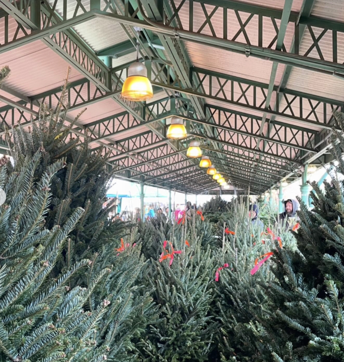 Eastern Market Christmas Tree Lot