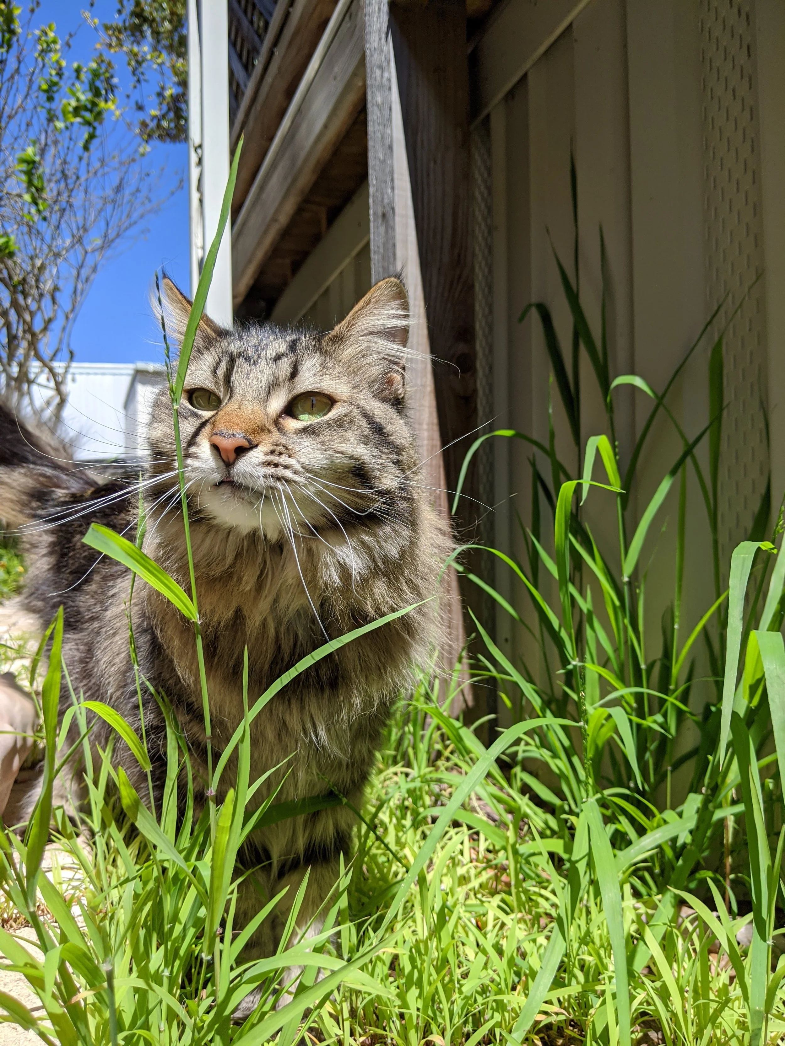 Simon Frankiewich, cat of Lexi Head