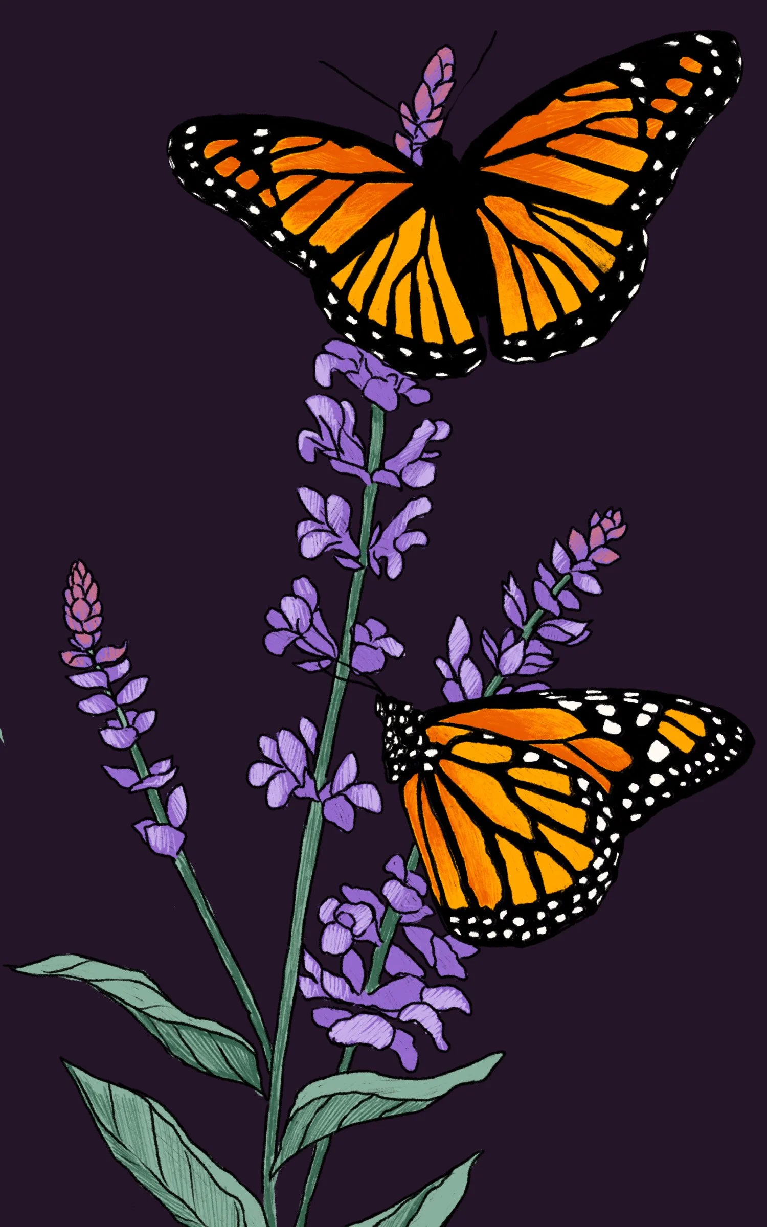 2607a_vesper_monarch spot.jpg