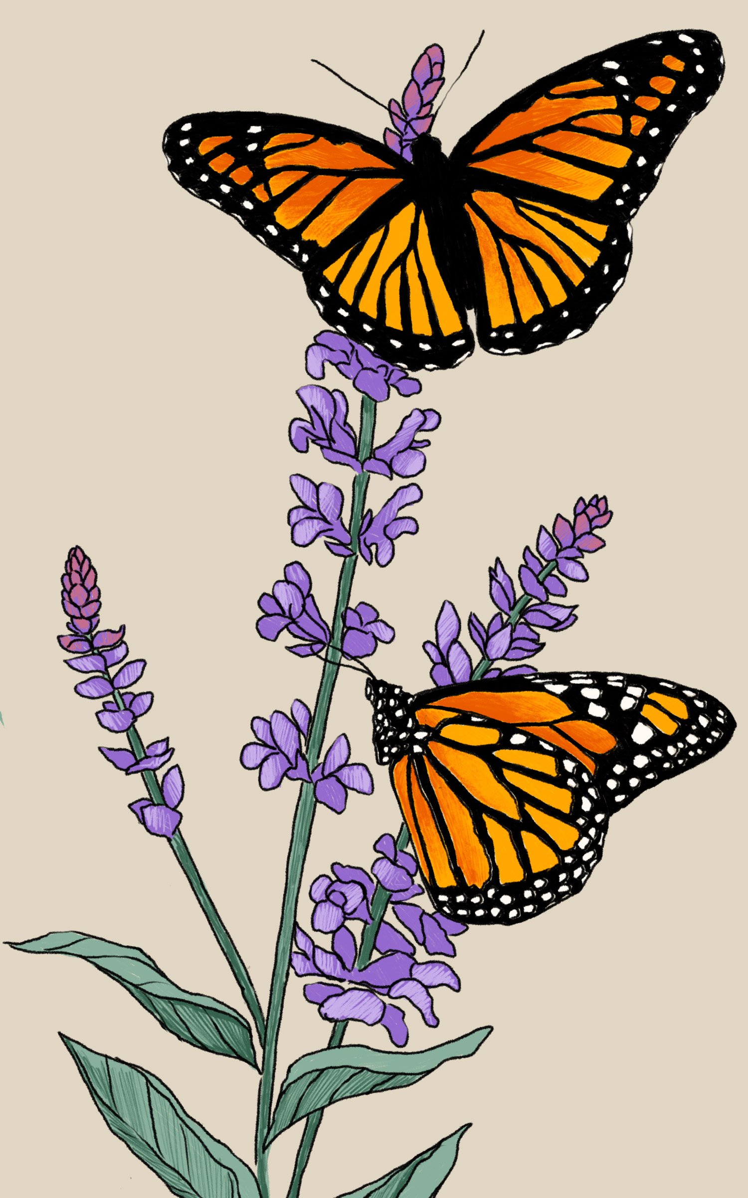 2607a_vesper_monarch spot.jpg