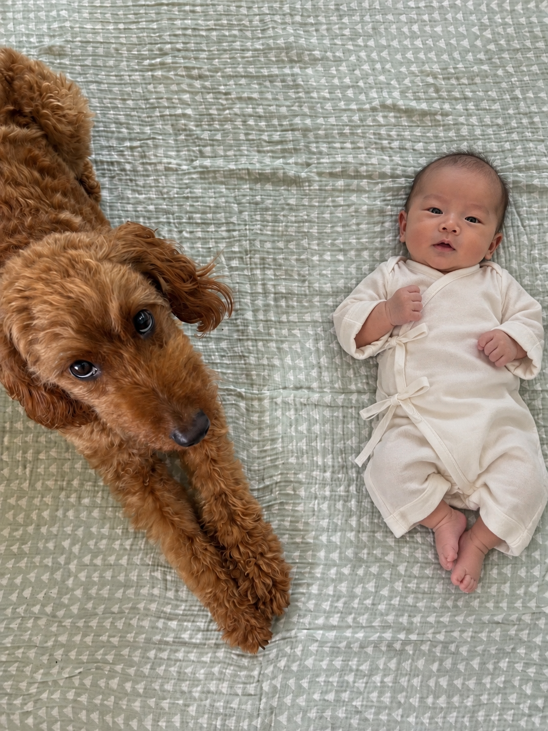 Growing Up Together: Newborns &amp; Pets 新生兒與寵物