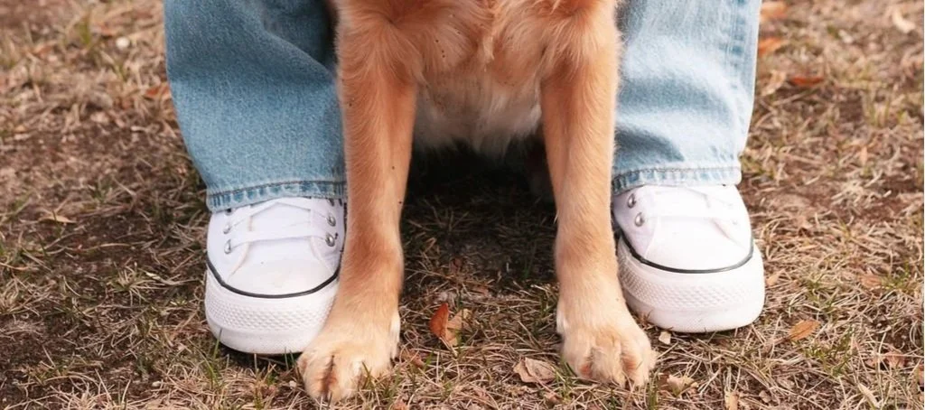 Close-up of a Golden Retriever puppy sitting between person's legs, who is wearing blue jeans and white sneakers, on outdoor dirt ground.