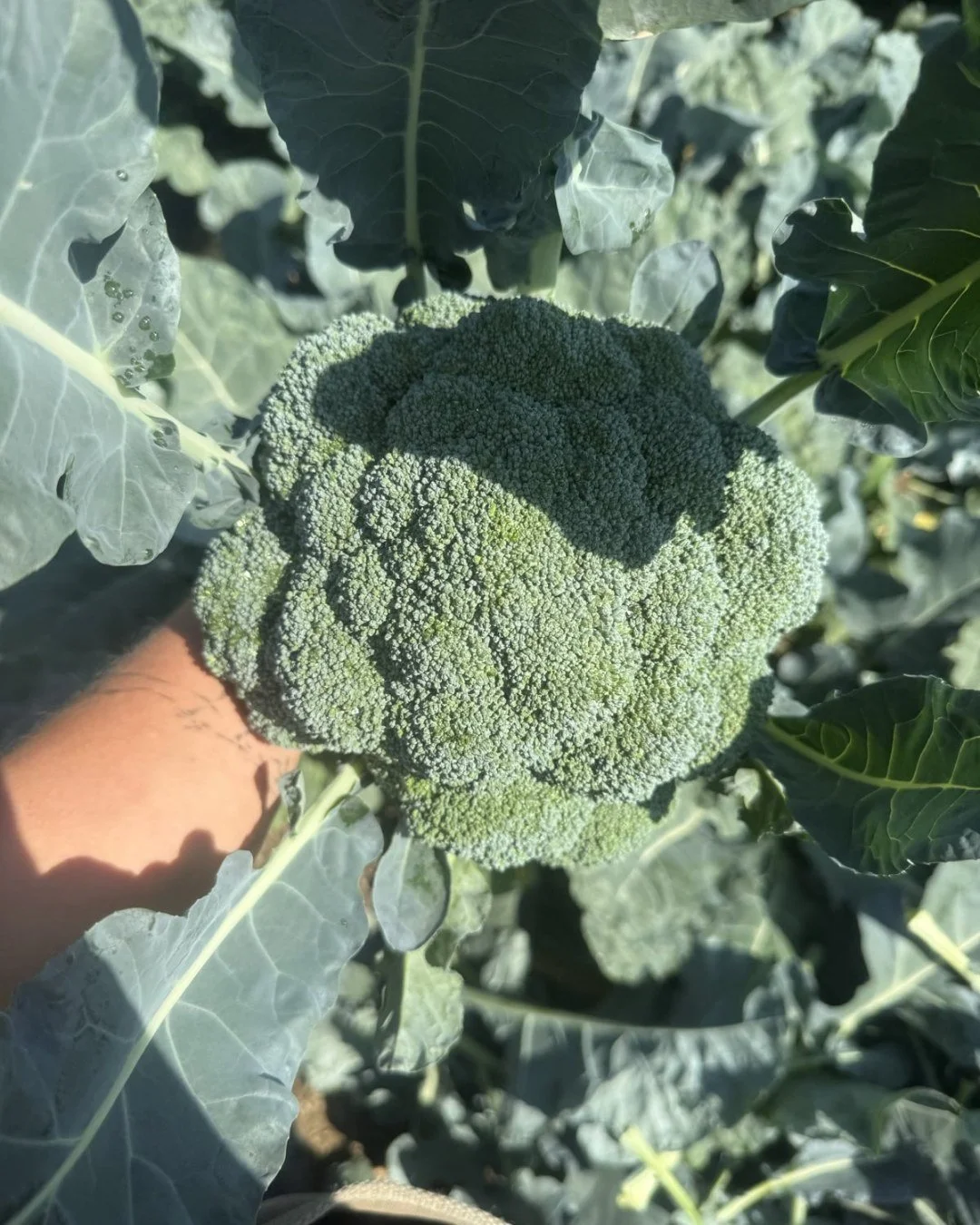 🍂 Fall = brassica season. 🥦
This week&rsquo;s broccoli, broccolini &amp; broccoli rabe are sweet, crisp, and picked at their peak. All locally and organically grown. 😊

And if you&rsquo;re in Westchester, that goodness can be delivered to your doo