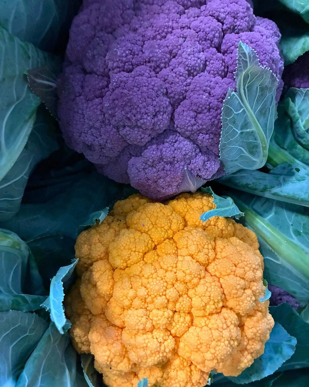 From Cheddar Cauliflower to Purple Cauliflower, our boxes are filled with the best of fall.

We&rsquo;re bringing you produce grown with care from North Point Community Farm, Back4Farm, Juniper Hill Farm, Gentle Time Farm, Fishkill Farms, and Whistle