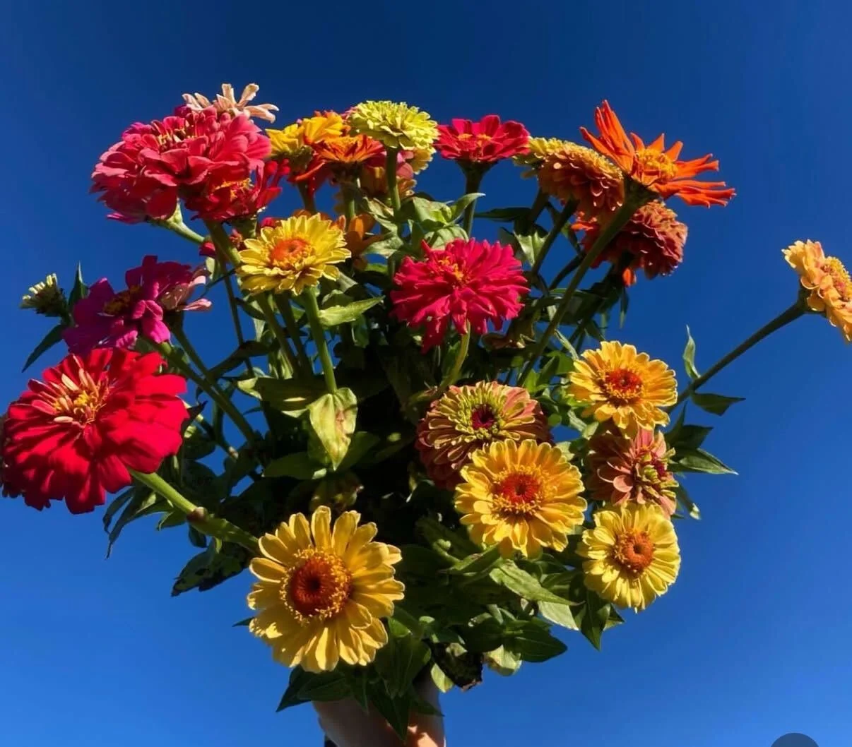 Many of our farmers saw the first frost last week &mdash; a sure sign of the season&rsquo;s shift and the abundance it brings. ❄️🌿

This week&rsquo;s harvest is full of fall favorites:
&bull; Pak Choi
&bull; String Beans
&bull; Shishito Peppers
&bul