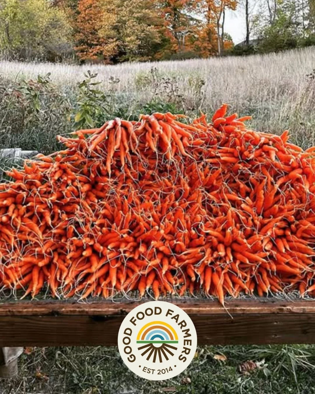 This mountain of freshly pulled carrots is one of many seasonal snapshots from our partner farms. It&rsquo;s a reminder of why our members love Good Food Farmers:
✅Organic produce
✅ Locally-grown by small, independent farms
✅ Delivered right to your 