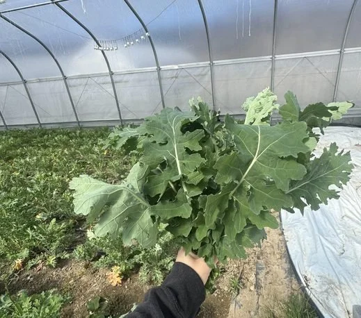 Every week we send our members &quot;Harvest News&quot; which highlights our farmers, their produce, and highlights of what's currently available in our online store. We recently highlighted this beautiful White Russian Kale from Whistle Down Farm.

