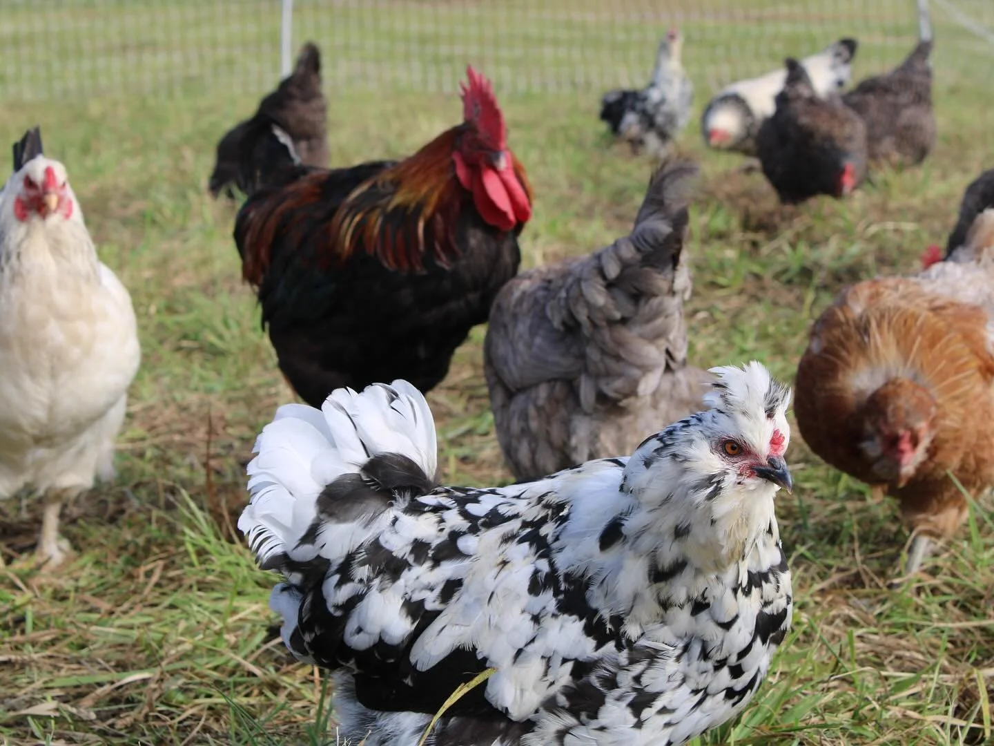 We&rsquo;re excited to welcome Harlem Valley Homestead to our farm family! We're including their eggs in this week's box. Their chickens are pasture-raised and rotated in a mobile coop, and are fed certified organic grain, farm vegetable scraps, bugs