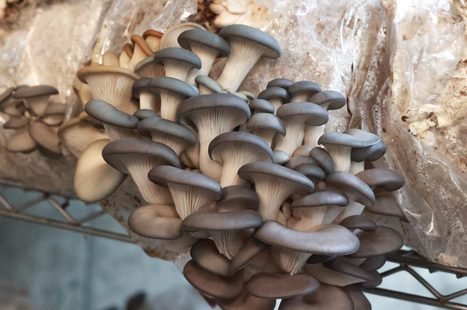 Mushroom lovers, this one&rsquo;s for you. 🍄&zwj;🟫

From the Dogwood Farm Kitchen, Mushroom Barley Soup and Mushroom P&acirc;t&eacute; are back in stock. These prepared foods are made with 100% organic ingredients and frozen right after cooking to 