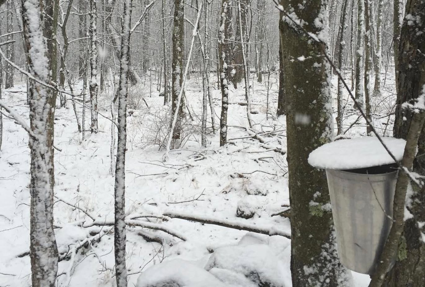 Snow is still blanketing the ground but there are signs that winter is beginning to loosen its grip. We recently drilled tap lines and the sap is already flowing. 🍁🍁🍁