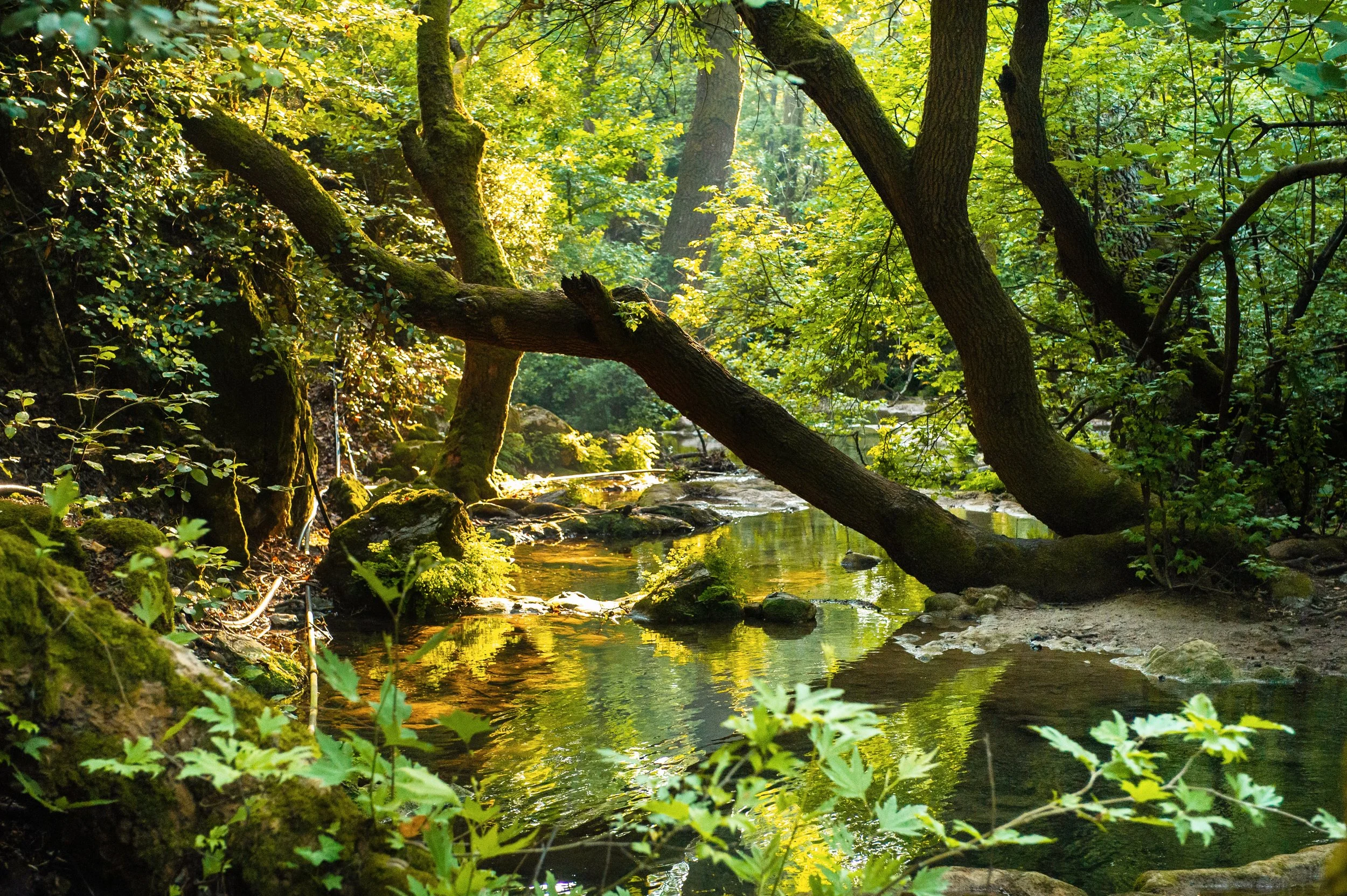A tranquil forest scene with a small stream flowing through lush green trees and moss-covered rocks. Sunlight filters through the dense foliage, creating dappled light on the water and forest floor.