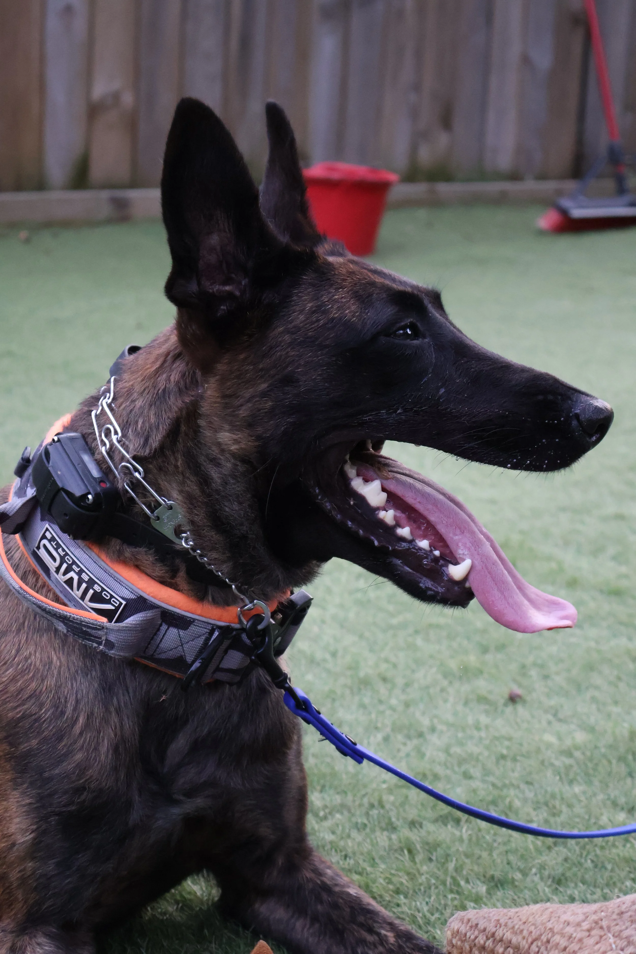 A Belgian Malinois mix dog with a black and brown coat, sitting on green grass with a fence in the background, wearing a collar and harness, panting with tongue out.