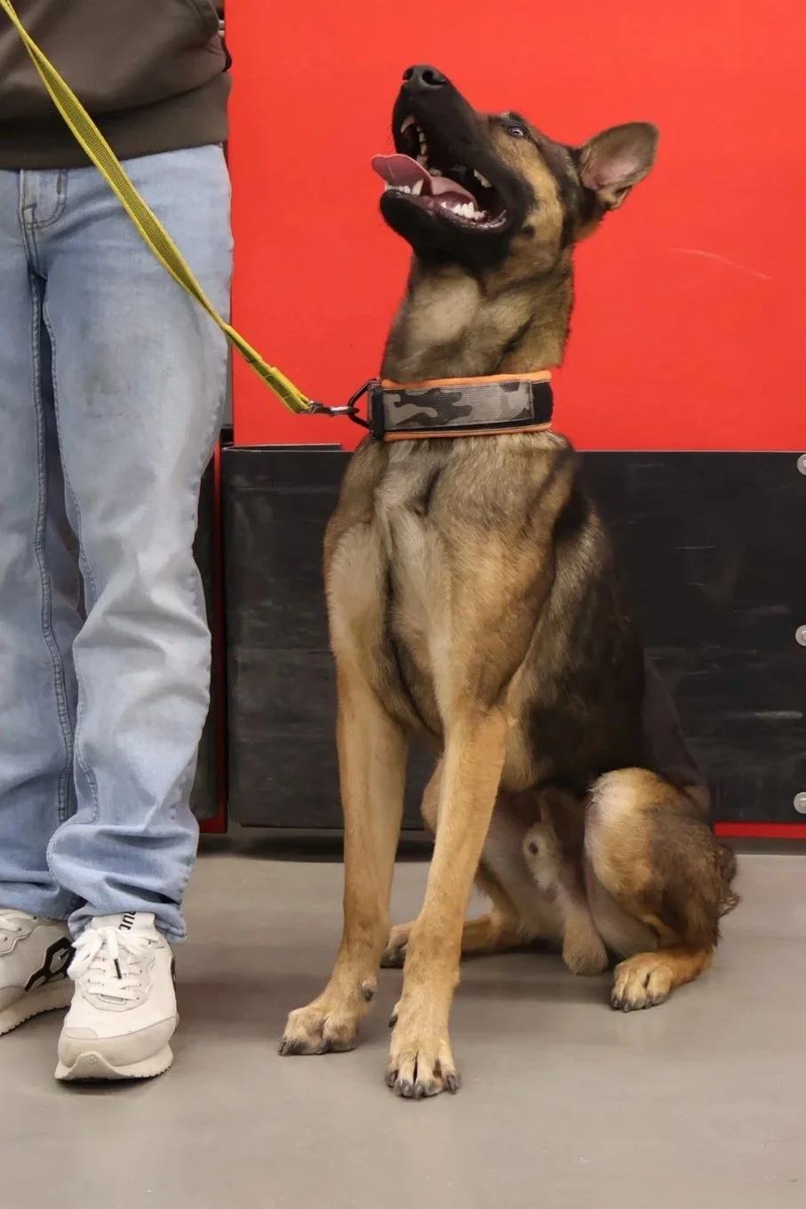 German Shepherd dog sitting indoors, wearing a camouflage collar, looking up and smiling with its tongue out, next to a person wearing light blue jeans and white sneakers, against a red wall background.