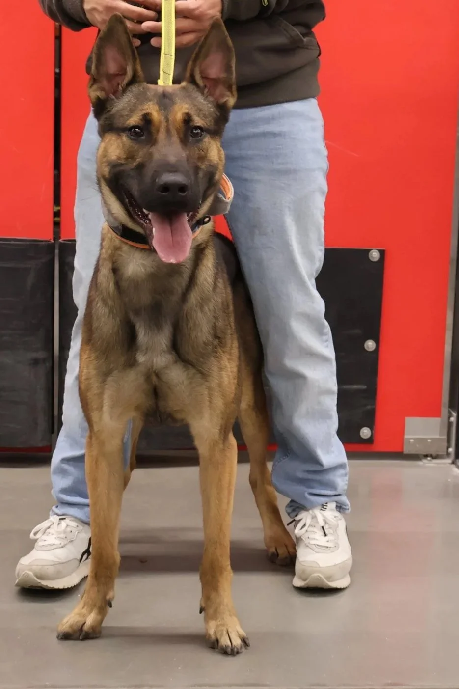 A smiling German Shepherd dog with a yellow leash held by a person standing behind it, against a red and black background, indoors.
