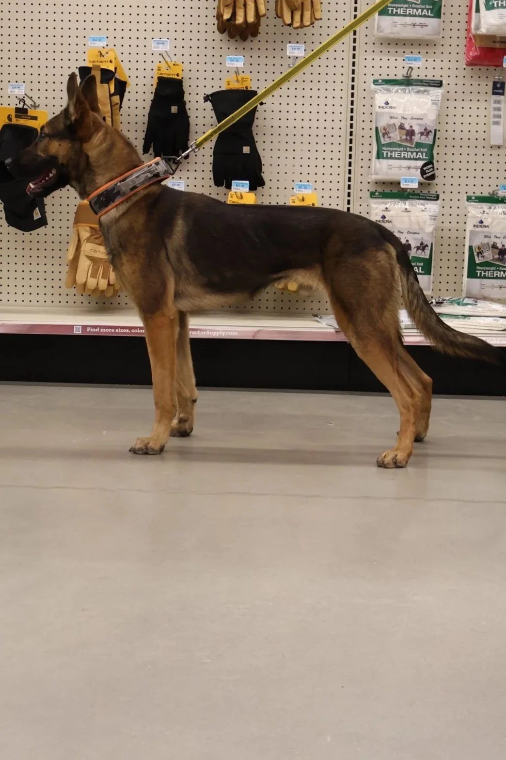 A German Shepherd dog standing on a store floor, facing left, with a yellow leash attached to its collar. The background features a pegboard wall with various gloves and thermal wear for sale.