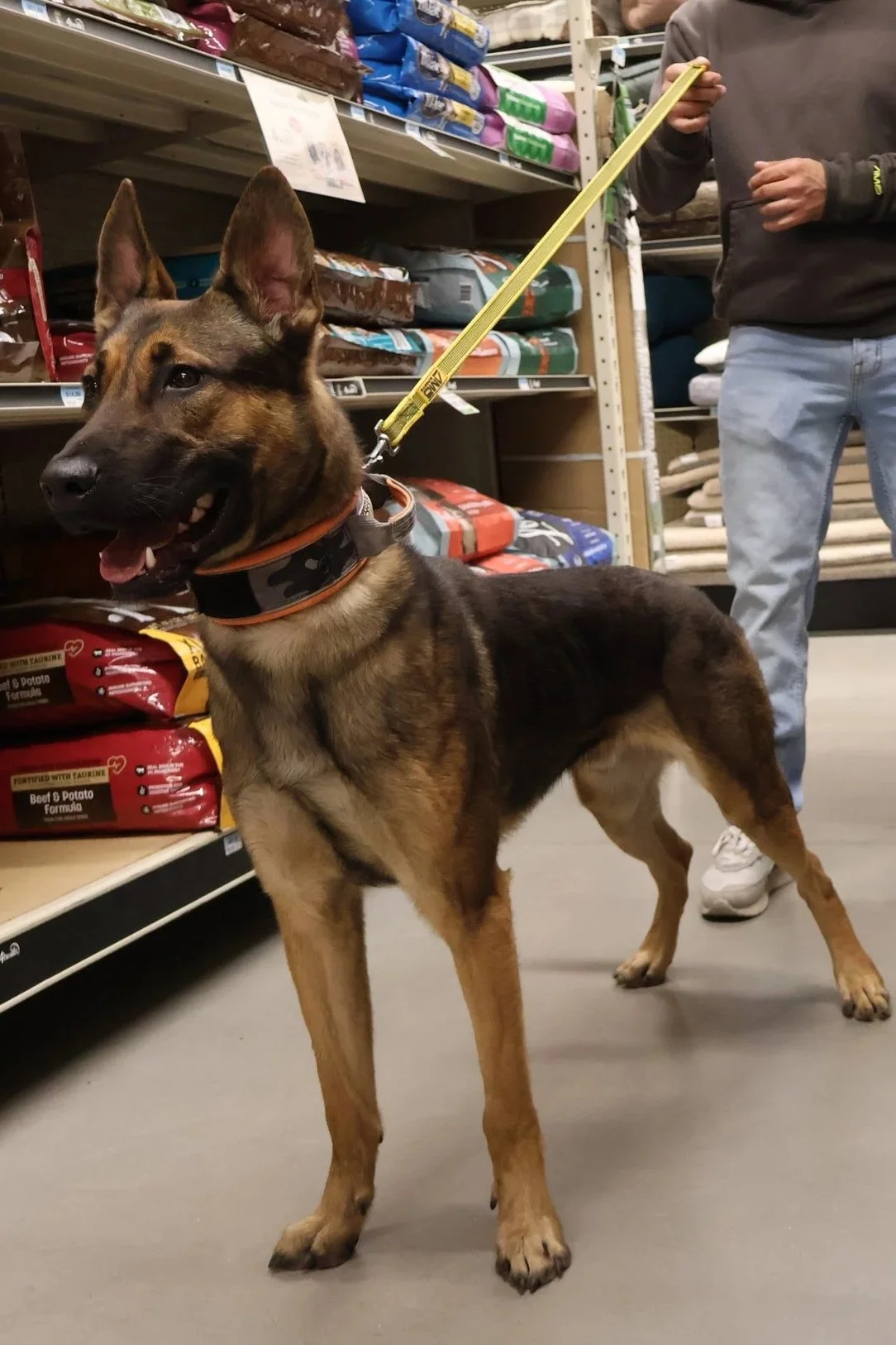 A German Shepherd dog in a pet store, standing on the floor with a leash attached to its collar. The store shelves behind display bags of pet food.