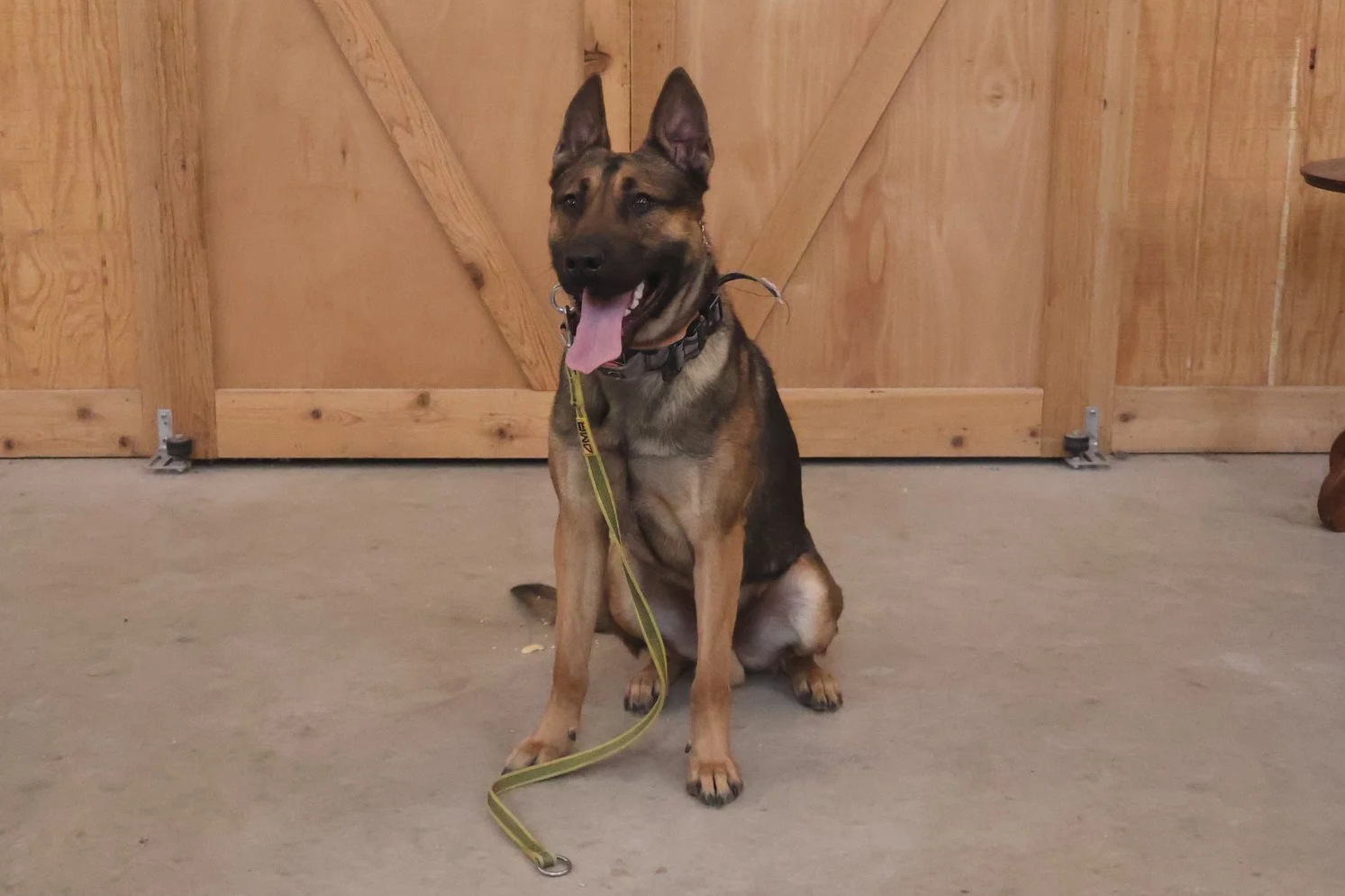 A happy German Shepherd dog sitting on a concrete floor with a wooden door in the background, tongue out and wearing a collar and leash.