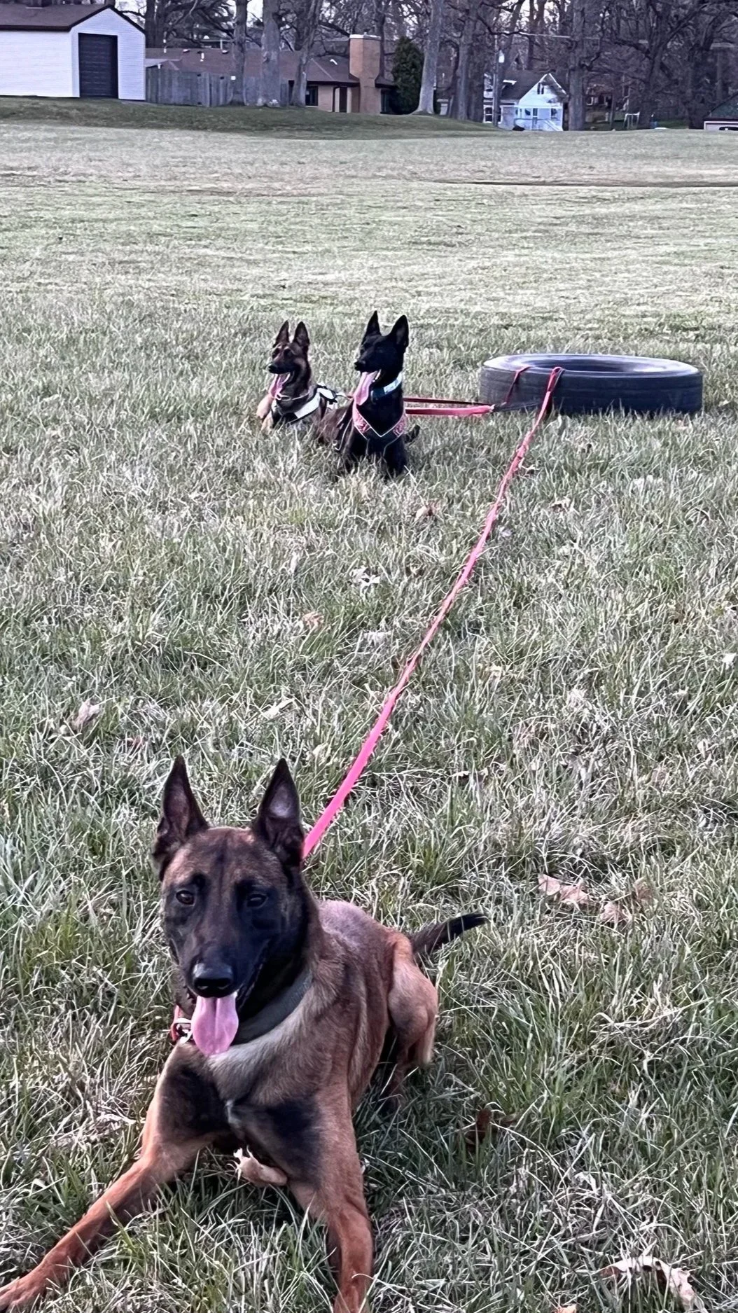 Three dogs at a grassy park field, with two sitting near a tire and one lying in the foreground, trees, houses, and buildings in the background.