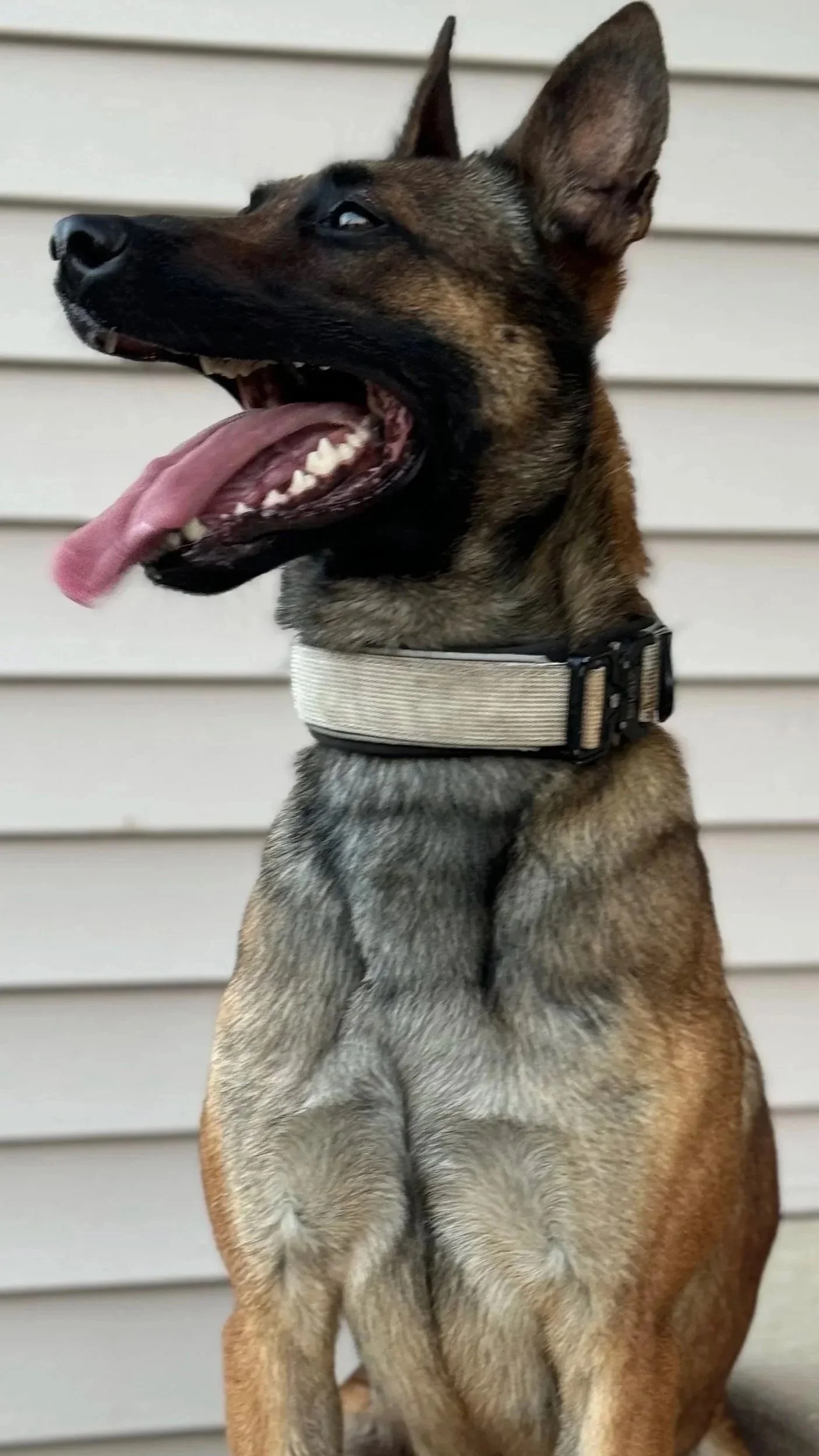A Belgian Malinois dog sitting outdoors against a siding wall with its tongue hanging out and wearing a white collar.