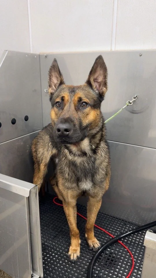A mixed-breed dog with a brown and black coat sitting in a kennel, looking at the camera with attentive ears and calm eyes.