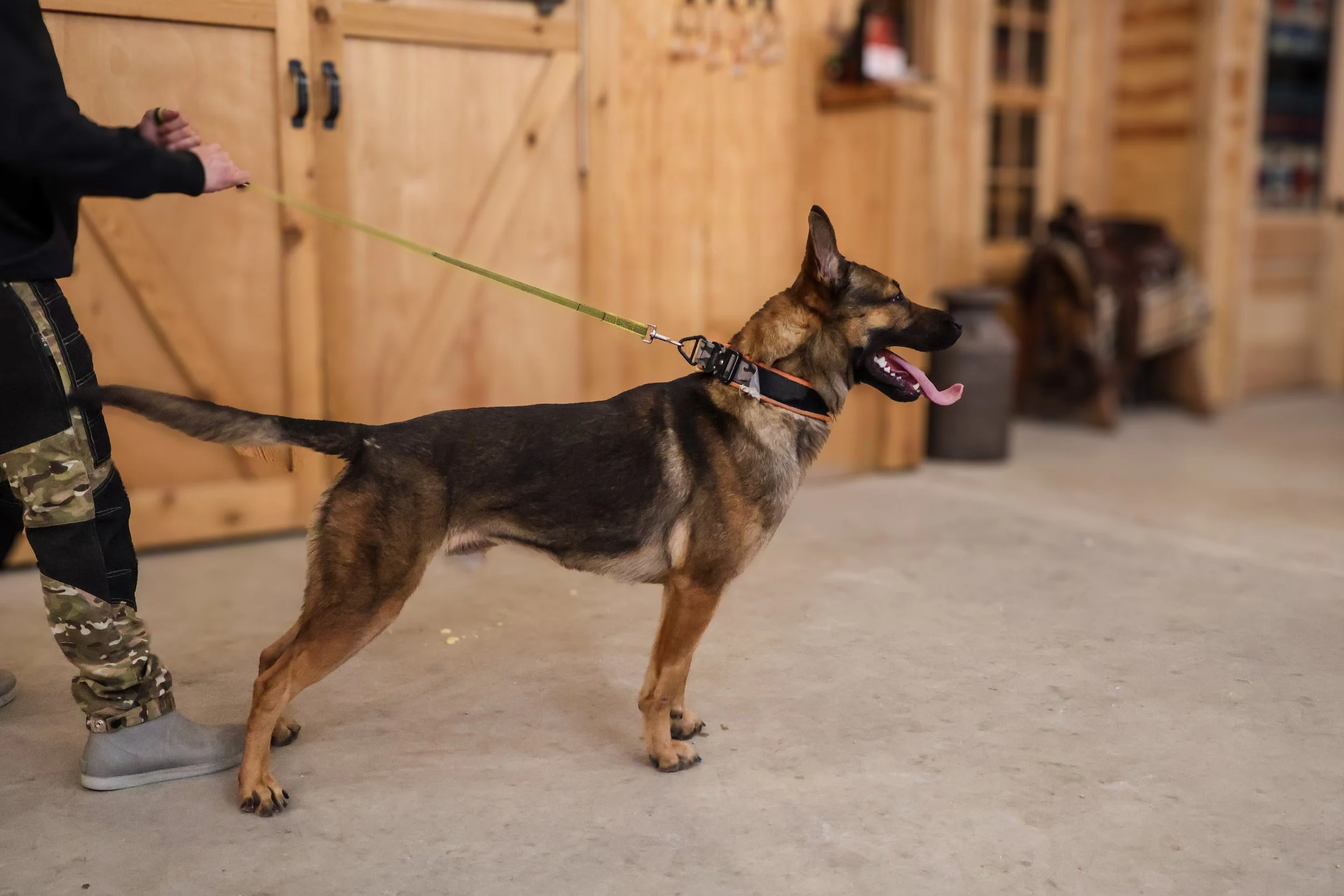 Beautiful dutch shepherd big head strong male strong drives great family dog good with kids and babies 