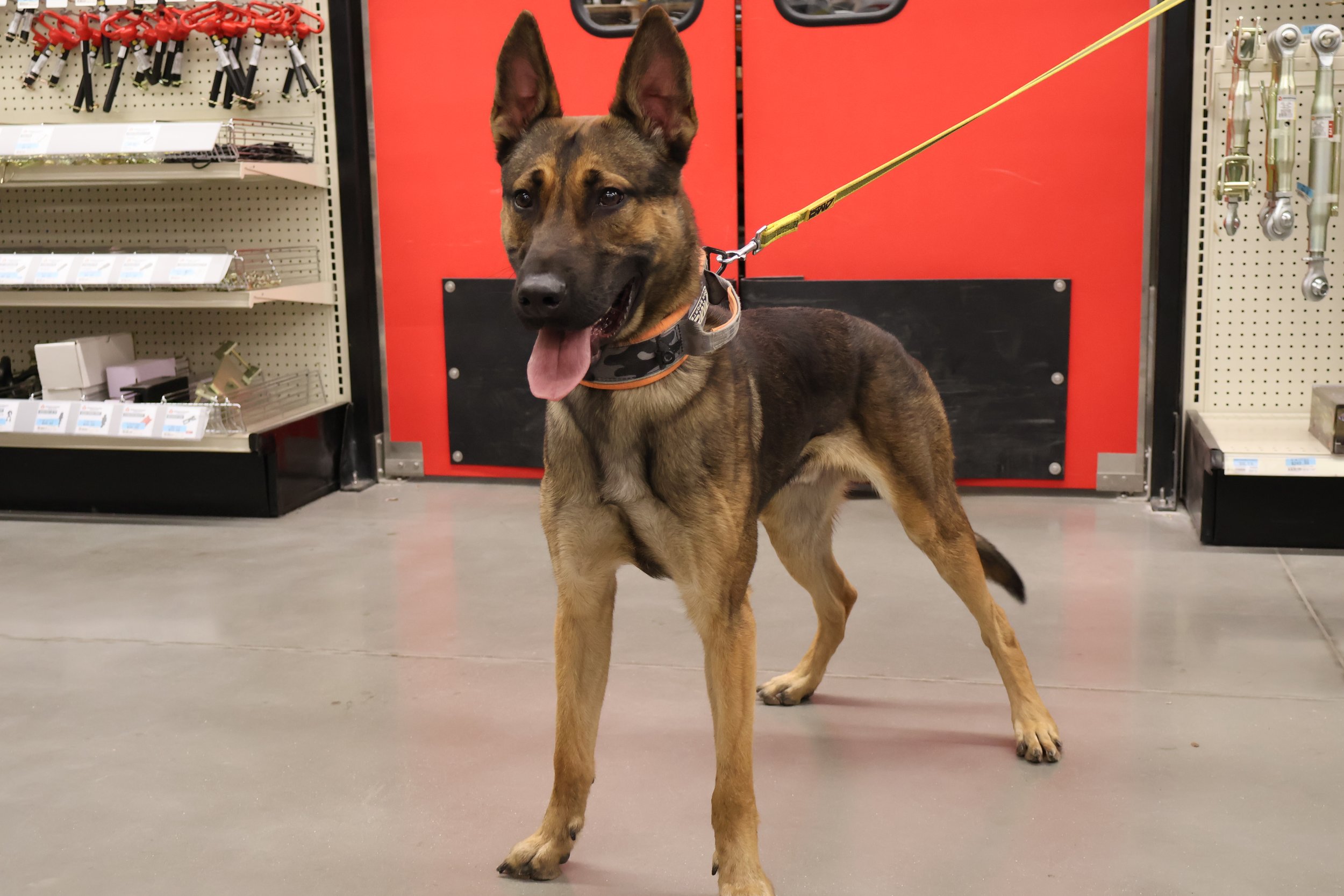 Close-up portrait of a man with curly dark hair, glasses, a beard, and a nose ring, wearing a dark green sweater, sitting indoors with a plant and a white wall in the background.