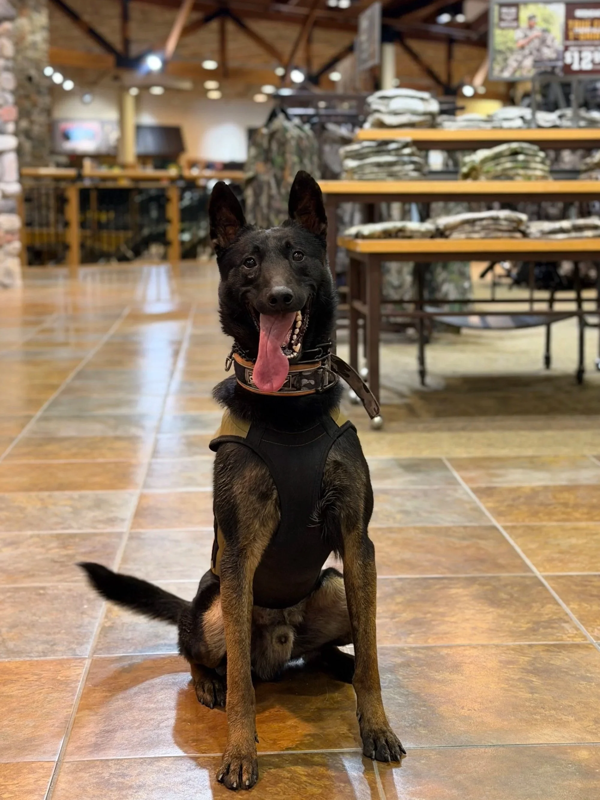 Belgian malinois, dutch shepherd black beautiful dog highly trained in a sit stay in cabalas 