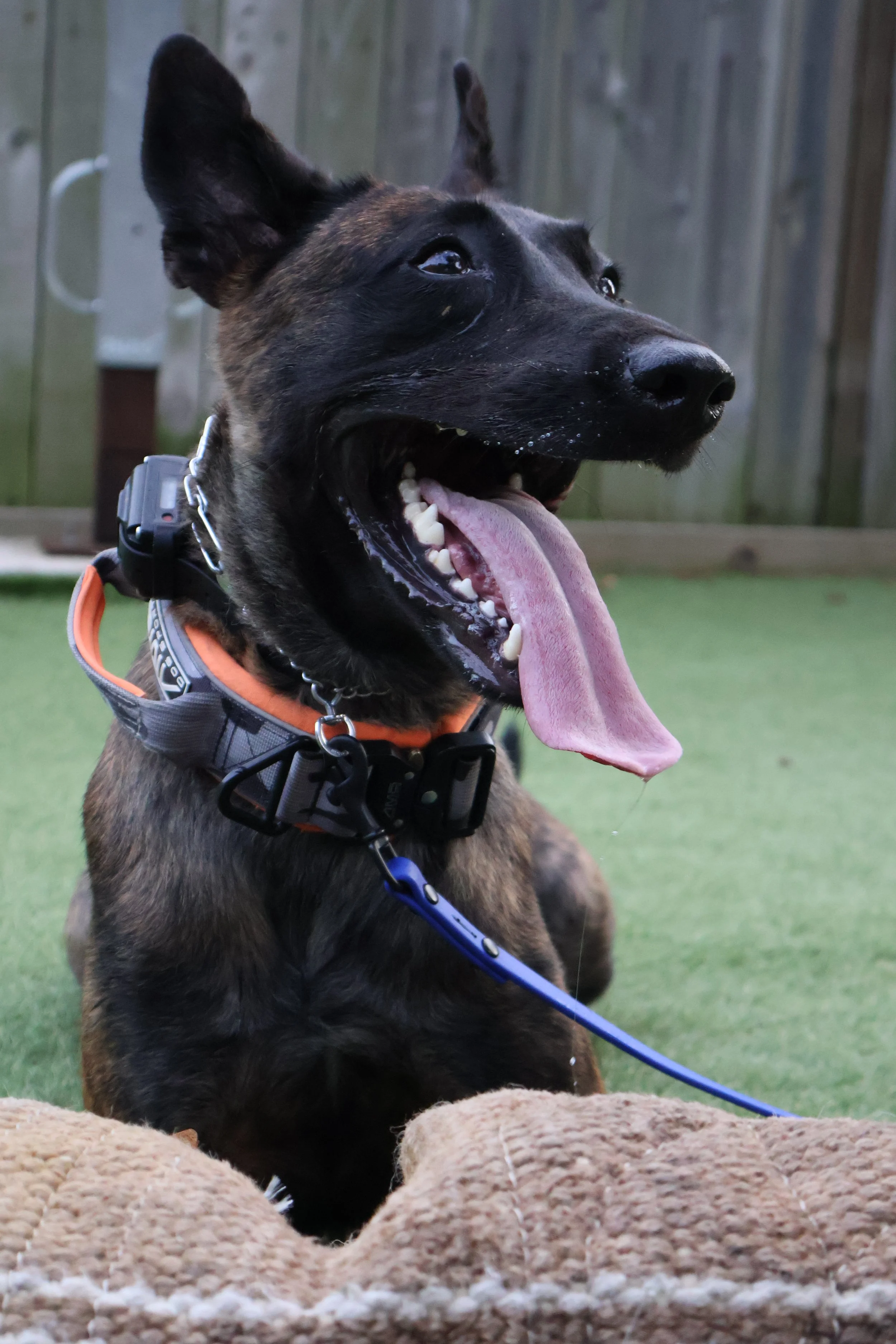 A happy, energetic dog with a black and brown coat, wearing a collar and leash, with its tongue out and mouth open, sitting on a grassy backyard.