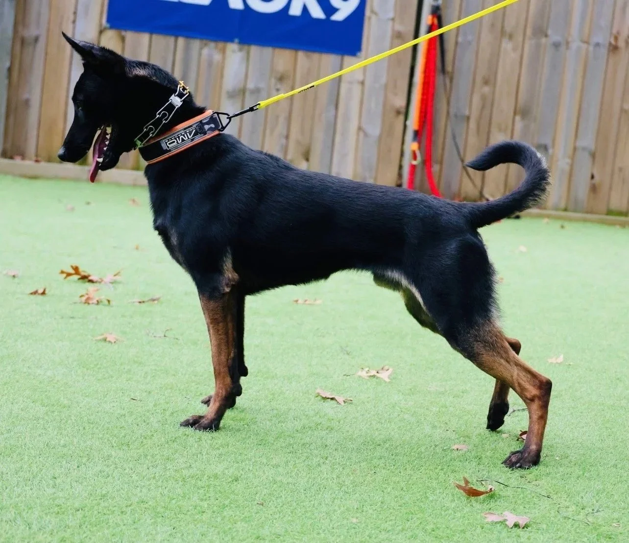 Black and tan dog standing on green artificial grass with a wooden fence and blue sign in the background.